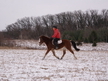6 yo. event pony