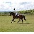Fun Percheron Hanoverian Gelding