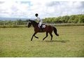 Fun Percheron Hanoverian Gelding