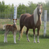 Purebred Welsh Section A filly