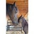 Custom Purebred Friesian foal for 2014.