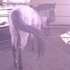 Registered POA Gelding