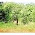 137 Acres