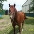 Nice Well Built APHA Mare