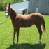 Incredible Mover - Yearling Chestnut Filly