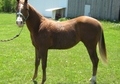 Incredible Mover - Yearling Chestnut Filly