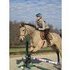 17.1 Buckskin Thoroughbred for Lease, started Hunter
