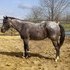 Nice Blue Roan Gelding
