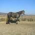 2010 Reg. Half Andalusian/Hanov filly 