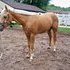 Double Registered,  beautiful Halter Horse