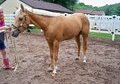 Double Registered,  beautiful Halter Horse