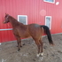 Attractive young gelding