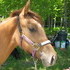 Extremely Beautiful Dun Yearling Filly