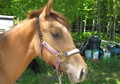 Extremely Beautiful Dun Yearling Filly