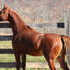 Your next Western or Endurance Champion 
