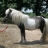 Breeding Special May ONLY: $50...!!!!