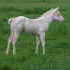 Zippo Pine bar/Think Im Hot cremello overo filly