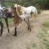 ApHC stud colt for sale