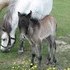 AMHA/Beautiful silver mare & buckskin filly