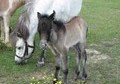 AMHA/Beautiful silver mare & buckskin filly