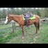 16 inch saddle