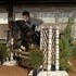 Cute medium black pony with auto changes