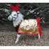 AMHR Palomino Colt!  Homozygous for Silver gene!