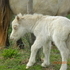 PERLINO MINIATURE FILLY