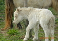 PERLINO MINIATURE FILLY