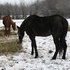 Tall & Quiet Driving Mare $500.00