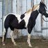 Standing at Stud Black/white Stallion.