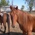9 yr old gelding 14 hands tall