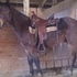 Awesome Bay Roan Gelding