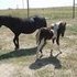 Nice black pony mare & paint filly