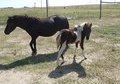 Nice black pony mare & paint filly