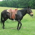Gaited John Mule Mike