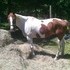 Great APHA Gelding