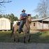 Beautiful Buckskin Mare