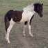 Flashy Pinto Miniature Stud Colt