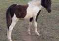 Flashy Pinto Miniature Stud Colt