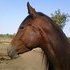 Beautiful 3/4 kiger mustang