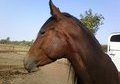 Beautiful 3/4 kiger mustang