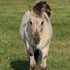 Reg Yearling Grey Stud Fjord