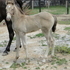 Classic Champagne Filly 2013