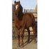 Bright red fancy moving stud colt.