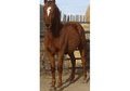 Bright red fancy moving stud colt.