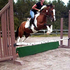 Flashy pinto pony