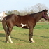 Handsome Registered B/W Paint