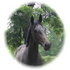 Sandro Hit/Sandro Song Filly 