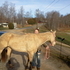 Bomb Proof Mare 